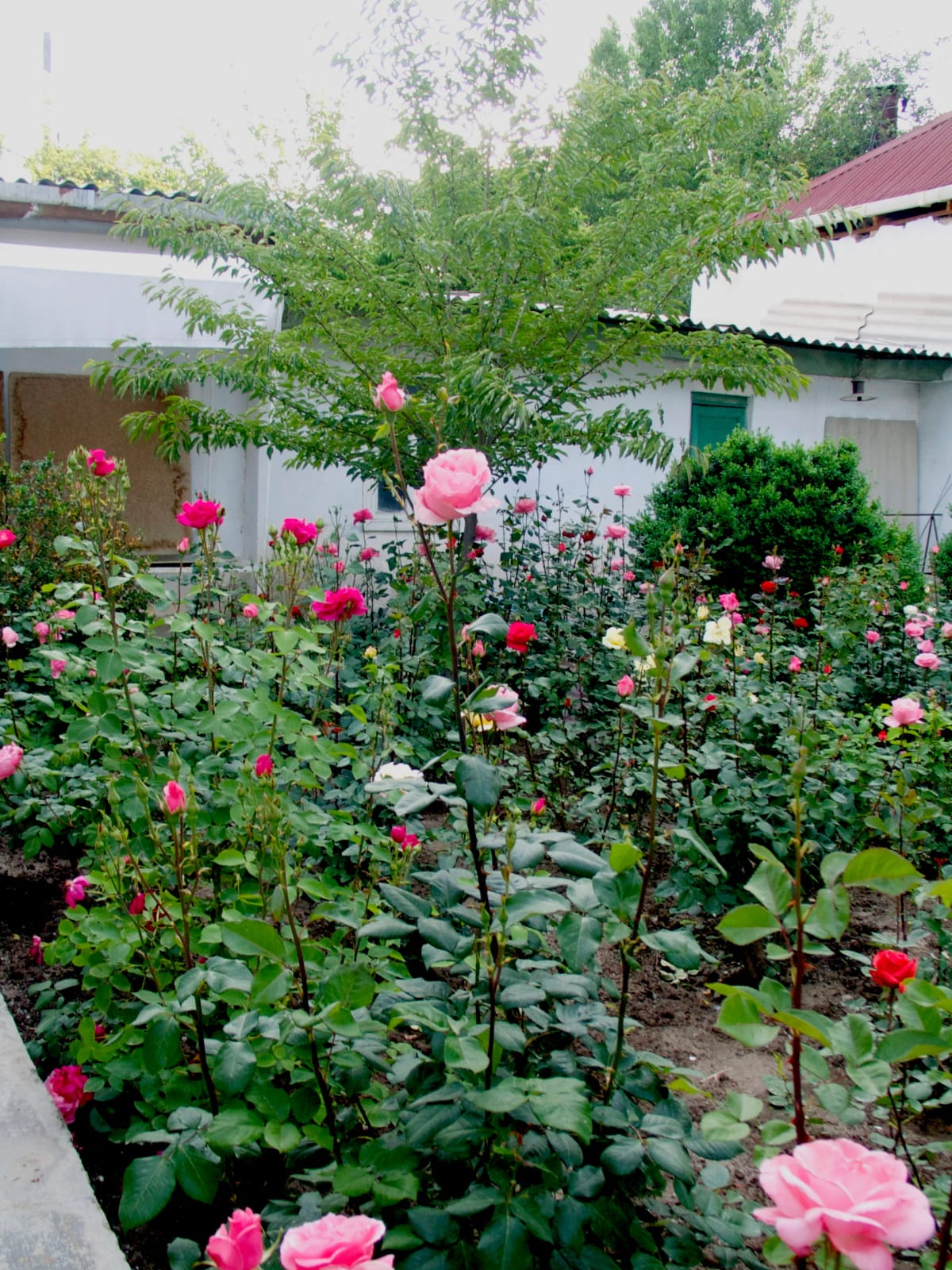 Genia's flowers in Dushanbe home